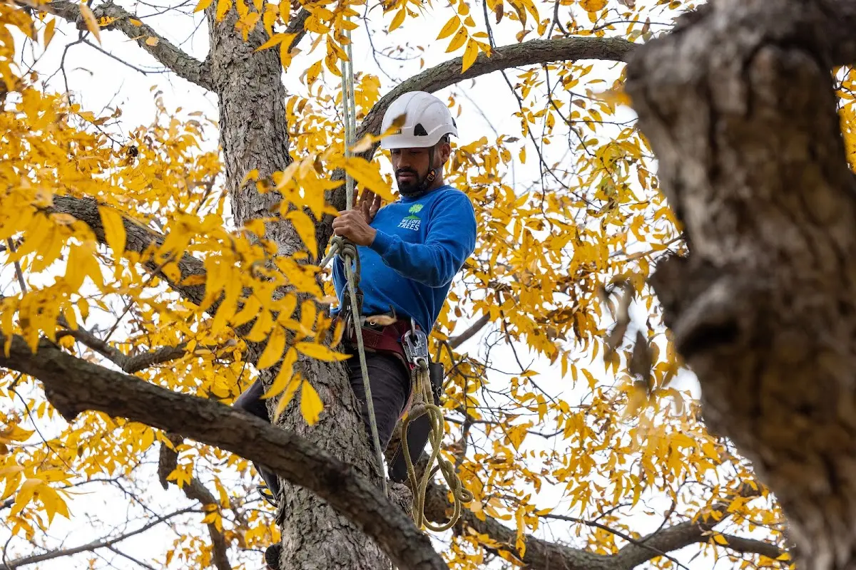 Skilled Tree Planing crew working in Somers